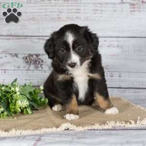 Twinkle, Miniature Australian Shepherd Puppy